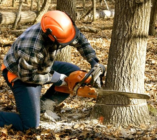 Tree Removal in Morrill, ME